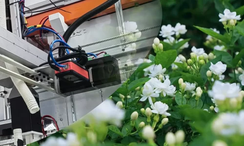 歌尔微电子3D ToF 相机用于茉莉花采摘