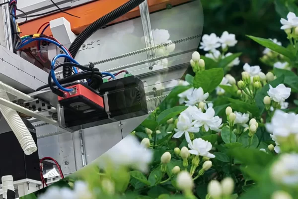 歌尔微电子3D ToF 相机用于茉莉花采摘