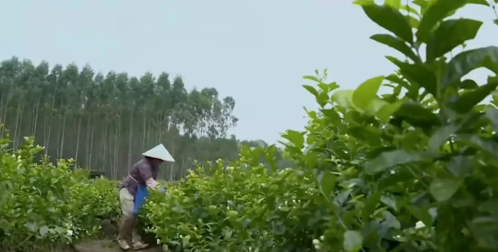 人工采摘茉莉花面临酷暑挑战
